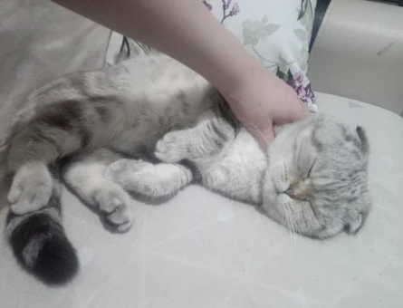 Scottish Fold  Yumak Bey için Prenses Arıyorum - 118964018