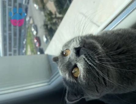 1 Yaşında Erkek Scottish Fold Kedimize Eş Arıyoruz