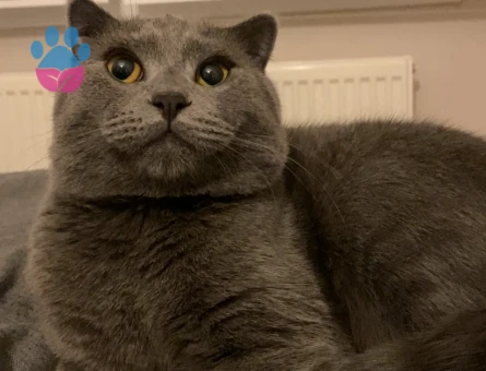 1 Yaşında Erkek Scottish Fold Kedimize Eş Arıyoruz