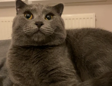 1 Yaşında Erkek Scottish Fold Kedimize Eş Arıyoruz - 118964037