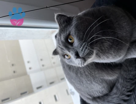 1 Yaşında Erkek Scottish Fold Kedimize Eş Arıyoruz