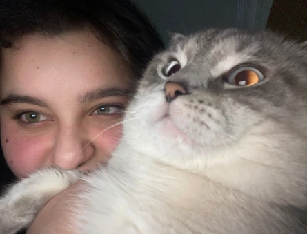 Scottish Fold Bluepoint 1 Yaşında Eş Arıyor - 118964058