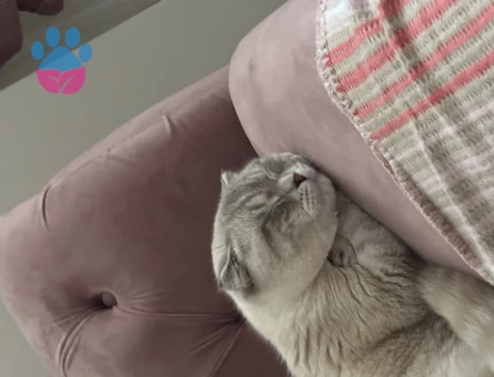 Scottish Fold Bluepoint 1 Yaşında Eş Arıyor