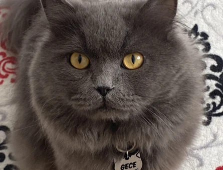 British Longhair Oğluma Eş Arıyoruz - 118964059