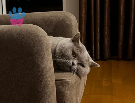British Shorthair 4 Yaşında Tecrübeli