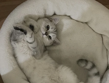 British Shorthair 1 Yaşında Kedime Eş Arıyorum - 118964061