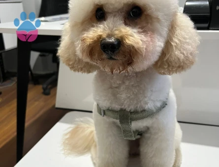 Toy Poodle 2 Yaşında Köpeğim Eş Arıyor