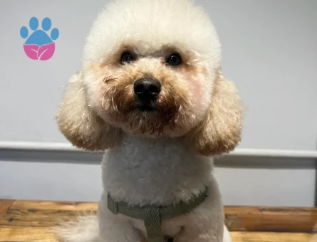 Toy Poodle 2 Yaşında Köpeğim Eş Arıyor