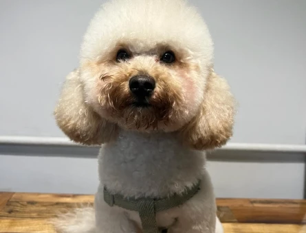 Toy Poodle 2 Yaşında Köpeğim Eş Arıyor - 118964064