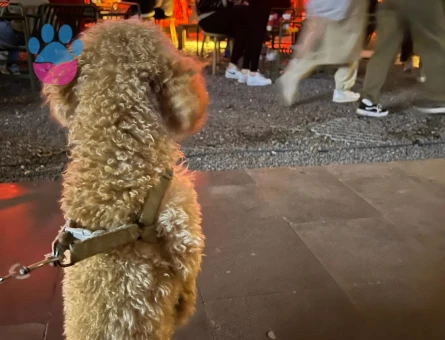 Toy Poodle 2 Yaşında Köpeğim Eş Arıyor