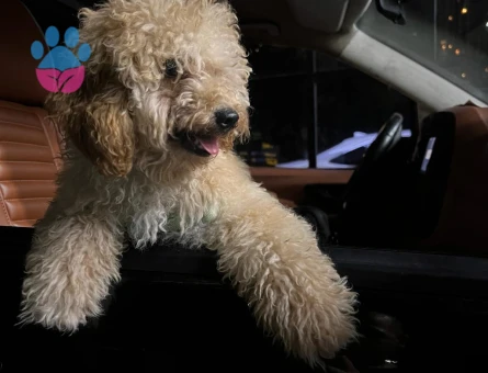 Toy Poodle 2 Yaşında Köpeğim Eş Arıyor