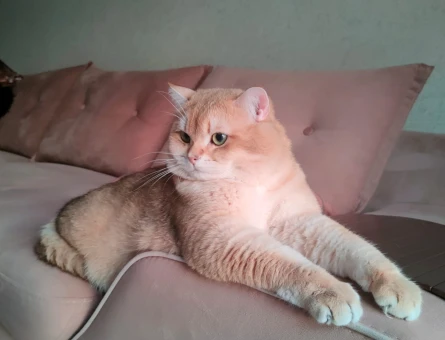 British Shorthair Golden Erkek Kedime Eş Arıyorum - 118964065
