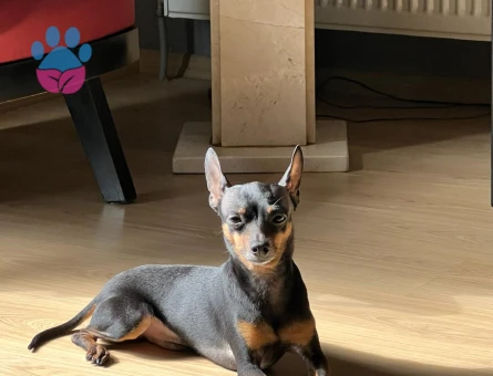 CO Pinscher Oğlumuza Dişi Arıyoruz Kızgınlıkta
