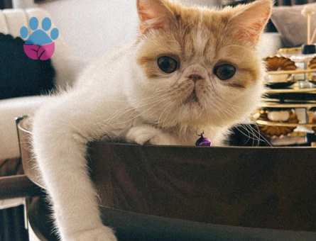 Exotic Shorthair Kızgınlıkta Kedime Eş Arıyorum