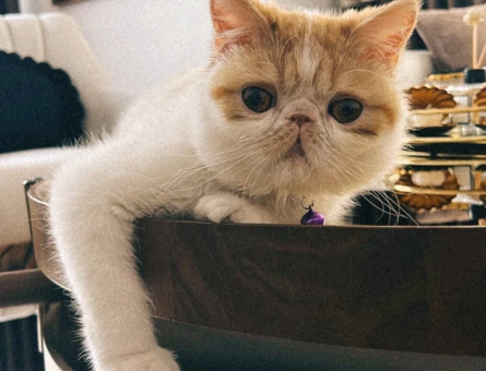 Exotic Shorthair Kızgınlıkta Kedime Eş Arıyorum - 118964071
