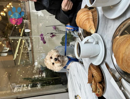 Maltipoo 2 Yaşında Yoda İçin Eş Arıyorum