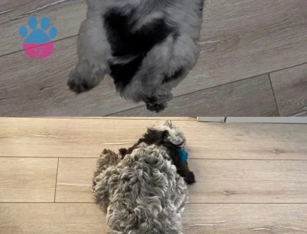 Date’e çıkaracağım güzel hanımköpüşleri arıyorum.