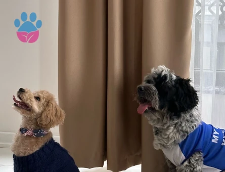 Date’e çıkaracağım güzel hanımköpüşleri arıyorum.