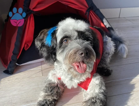 Date’e çıkaracağım güzel hanımköpüşleri arıyorum.