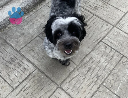 Date’e çıkaracağım güzel hanımköpüşleri arıyorum.