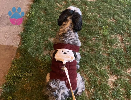 Date’e çıkaracağım güzel hanımköpüşleri arıyorum.