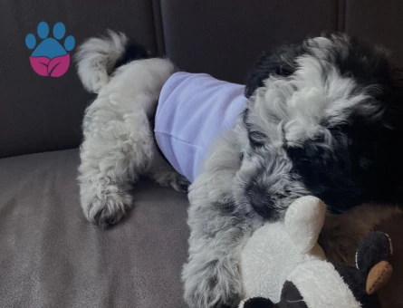 Date’e çıkaracağım güzel hanımköpüşleri arıyorum.