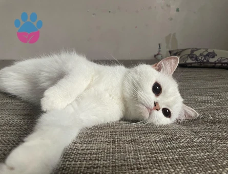 Beyaz ayni cins erkek arıyoruz