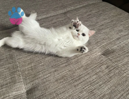 Beyaz ayni cins erkek arıyoruz