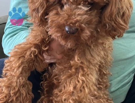 Miso kızımıza eş arıyoruz