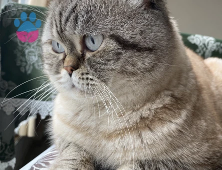 Çiko