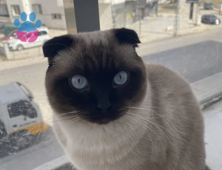 Mavişe gelin arıyoruz