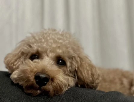 Toypoodle safkan - 118975767