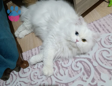 British longhair erkek kedimize eş arıyoruz