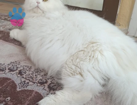 British longhair erkek kedimize eş arıyoruz