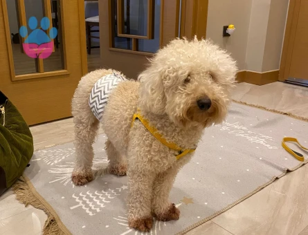 Toy Poodle Köpeğime Eş arıyorum