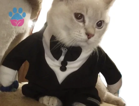 British Shorthair Zombie Eş Arıyor