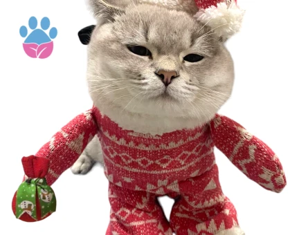 British Shorthair Zombie Eş Arıyor