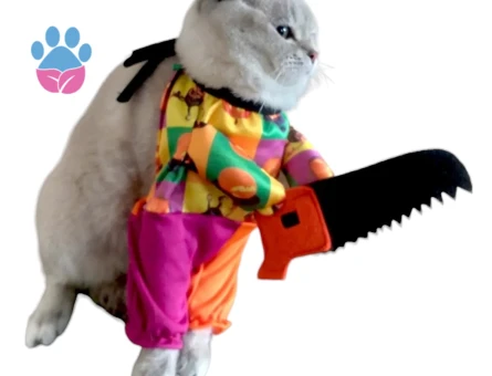 British Shorthair Zombie Eş Arıyor