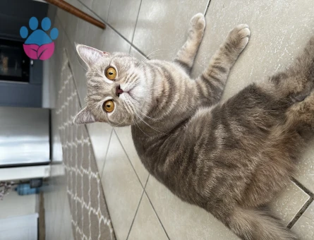 British Shorthair 1 Yaşında Dişi Kızgınlıkta