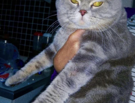 British Shorthair Erkek Kedim Eş Arıyor - 118966722