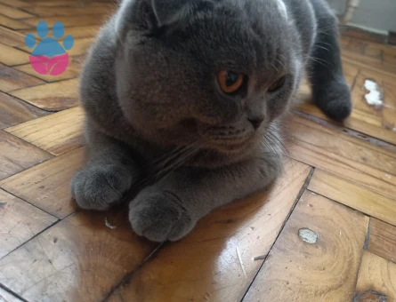 Scottish fold Dişi Kızgınlıkta