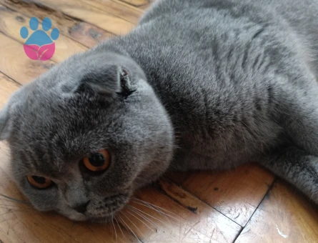 Scottish fold Dişi Kızgınlıkta