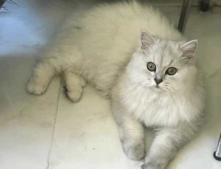 Chinchilla Dişi Kedime Eş Arıyoruz - 118966762