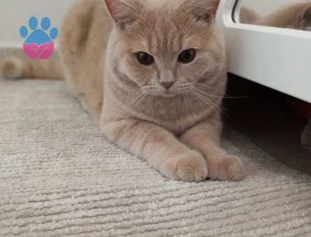 British Shorthair Latte Oğlumuz Hanım Efendi Arıyor