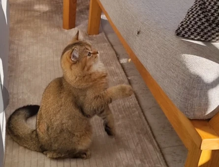 2 yaşında British shorthair - 118976498