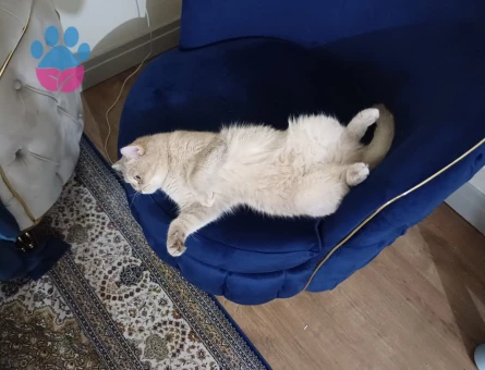 Scottish straight dişi 3 yaş