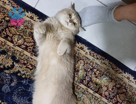 Scottish straight dişi 3 yaş