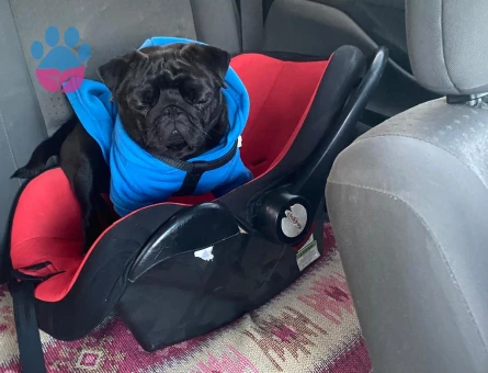 Eş Dişi  arıyorum