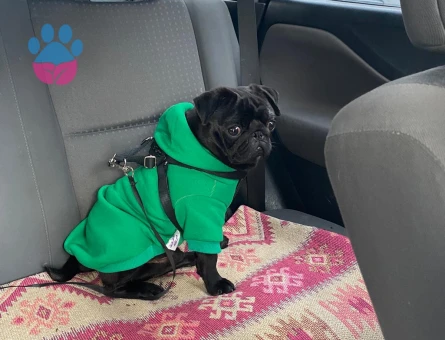 Eş Dişi  arıyorum