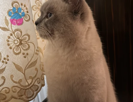 Oğlumuza eş arıyoruz